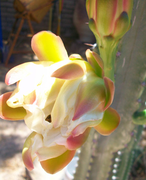 Cactus flower in bloom - close up